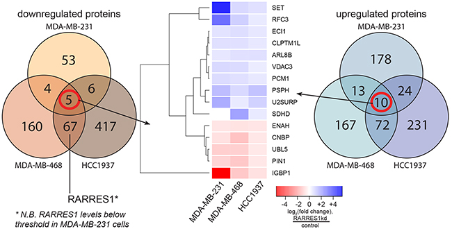 RARRES1 regulates hundreds of proteins corresponding to diverse cellular processes.