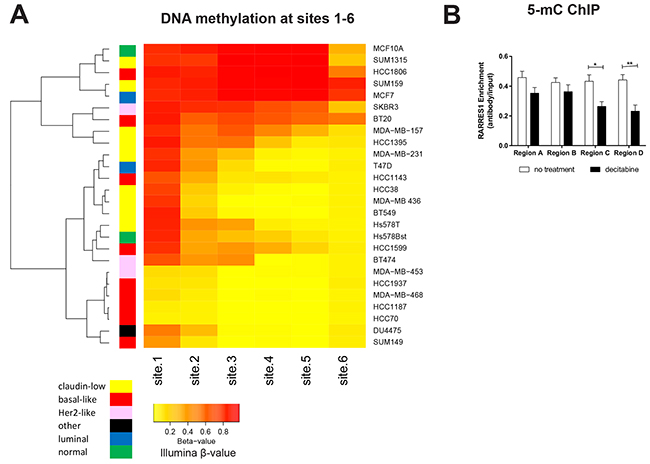 DNA methylation progressing from site 1 controls expression of RARRES1.