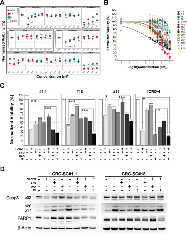 Treatment of CRC-SCs with drug analogues of positive hits identifies UCN-01 as an anti-CSC agent that enhances the effects of chemotherapy in vitro.