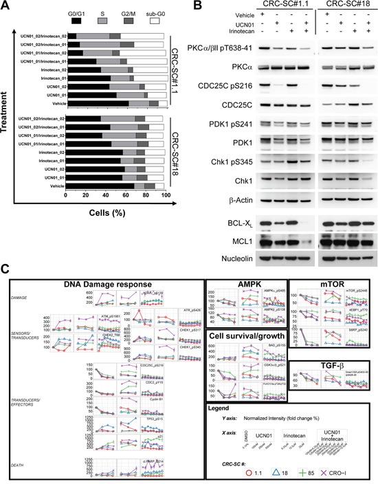 Combination of UCN-01 with irinotecan blocks CRC-SC replication by targeting the DNA damage pathway.