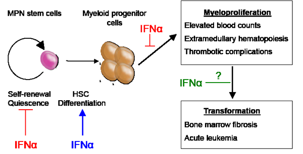 Figure1: MPN stem cells are responsible for disease initiation and propagation in vivo.