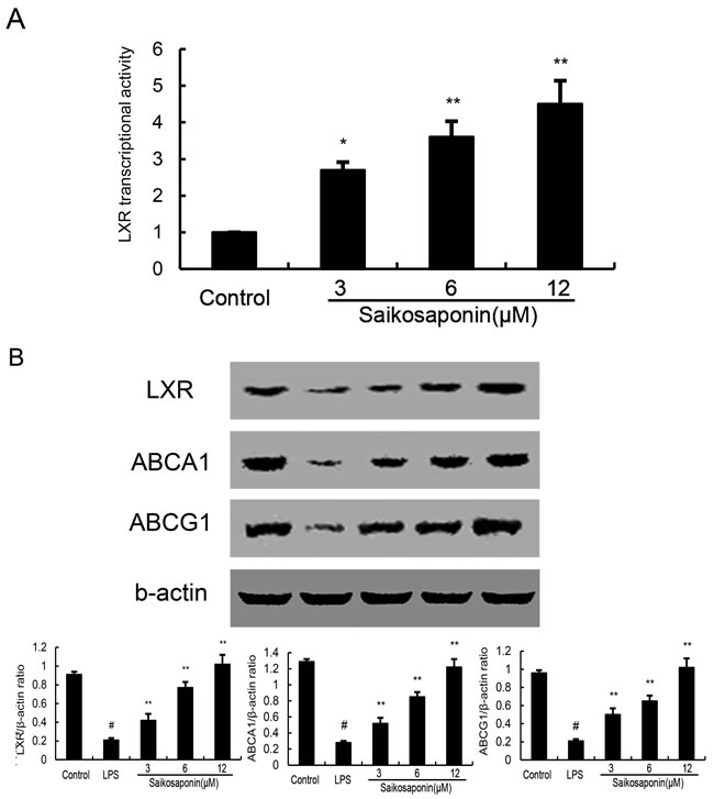 Effects of SSa on LXR transcriptional activity and LXR&#x3b1;, ABCA1 expression.