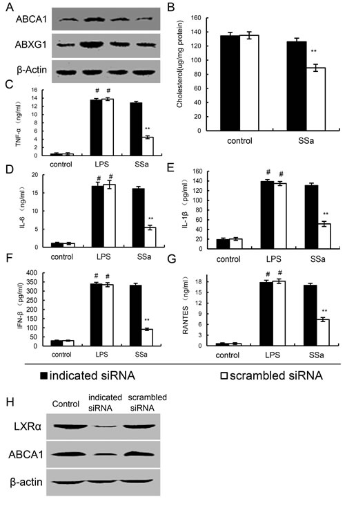 Knockdown of LXR&#x3b1; abrogated the effects of SSa on ABCA1, ABCG1 expression, membrane cholesterol levels, and LPS induces inflammatory response in primary mouse macrophages.