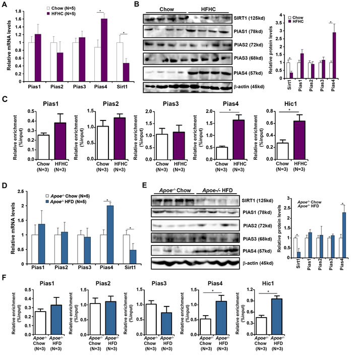 Increased PIAS4 expression accompanies repression of SIRT1