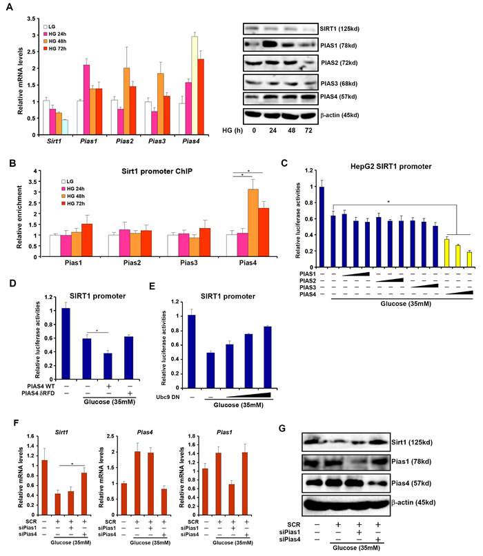 Increased PIAS4 expression accompanies repression of SIRT1 in cultured hepatocyte.