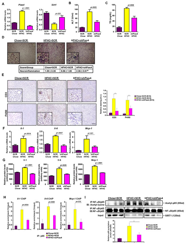 PIAS4 depletion attenuates hepatic inflammation in mouse models of NASH.