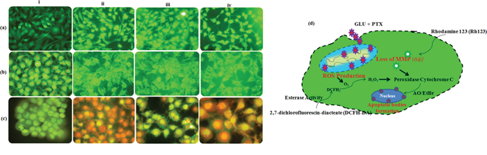 Fluorescence photomicrographs show the effect of GLU-PTX on:
