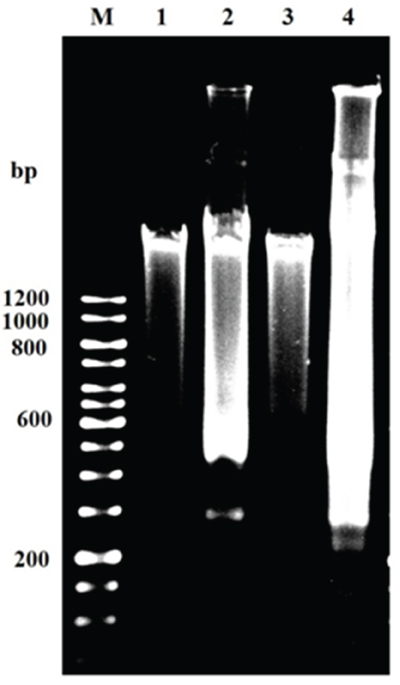 Apoptotic DNA fragmentation by gel electrophoresis showing DNA ladder of GLU alone and GLU-PTX combination treated resistant KB cells for 24 h.