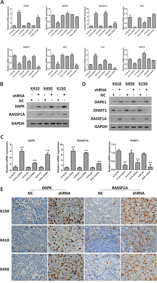 Silencing DNMT1 up-regulated expression of RASSF1A and DAPK.