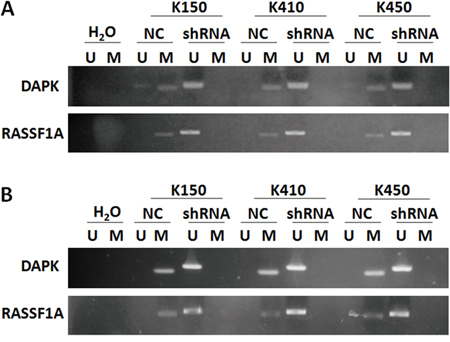 Silencing DNMT1 suppressed methylation in promoter of RASSF1A and DAPK.