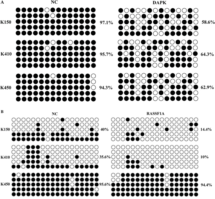 Bisulfite sequencing of the DAPK and RASSF1A CpG island in three ESCC stable cells.