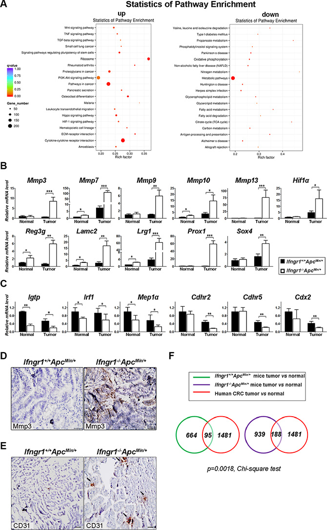 Molecular characterization of intestinal tumors in Ifngr1&#x2212;/&#x2212;ApcMin/+ mice.