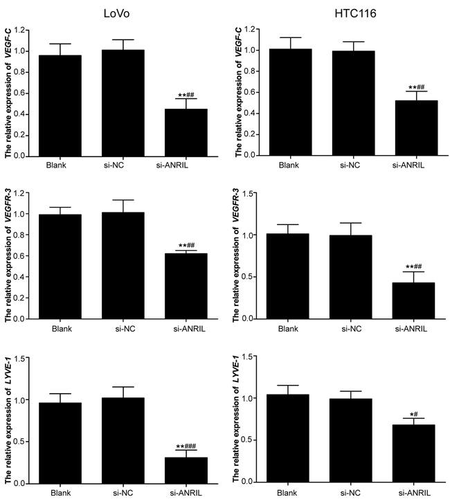 mRNA expressions of VEFG-C, VEFGR-3 and LYVE-1 detected by RT-qPCR in LoVo and HTC116 cell lines after transfection with siRNA for ANRIL in si-ANRIL group, si-NC group and blank group.