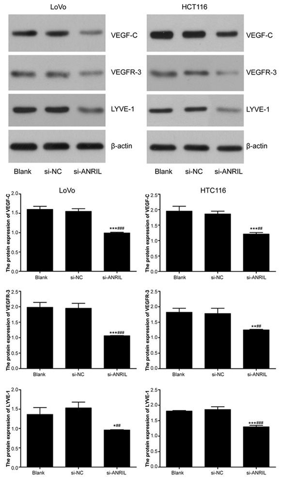 Protein expressions of VEFG-C, VEFGR-3 and LYVE-1 detected by Western blot in LoVo and HTC116 cell lines after transfection with siRNA for ANRIL in si-ANRIL group, si-NC group and blank group.