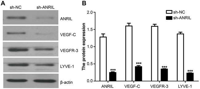 Expressions of ANRIL, VEFG-C, VEFGR-3 and LYVE-1 detected by Northern blot in the transplanted tumors from both sh-ANRIL group and sh-NC group.