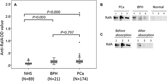 Detection of autoantibodies against RalA in human sera by ELISA and Western blotting analysis.
