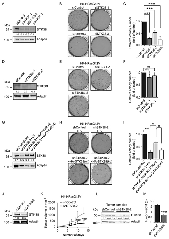 STK38 is required for anchorage independent growth and tumourigenicity of HRas-transformed human cells.