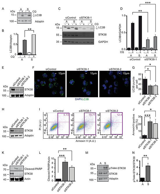 STK38 supports detachment-induced autophagy and anoikis resistance.