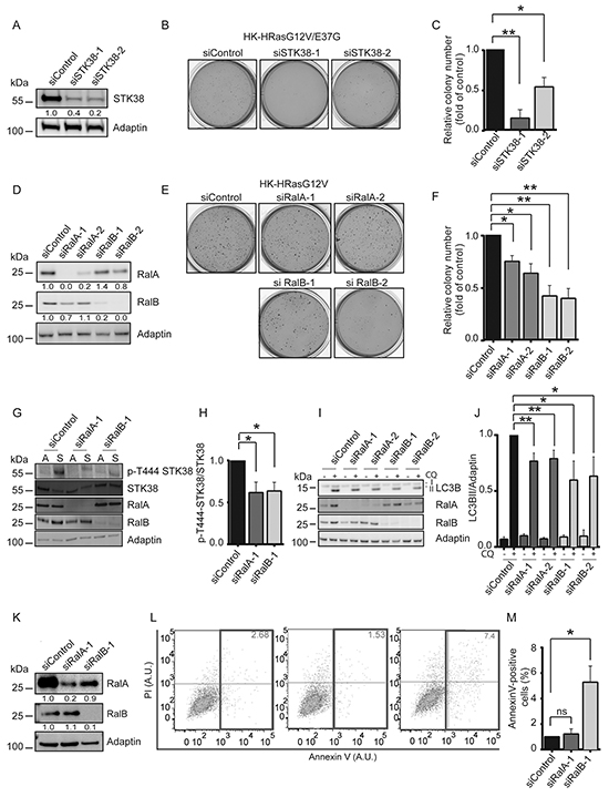 Ral GTPases support anchorage-independent growth and detachment-induced autophagy at least partly through STK38 as effector.