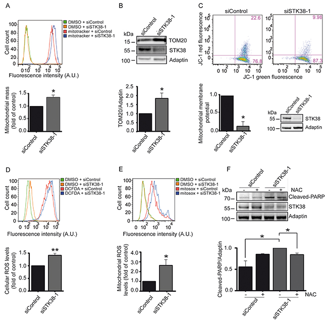 STK38 supports the clearance of damaged mitochondria to prevent ROS-mediated anoikis in detached Ras-transformed human cells.