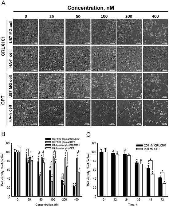 In vitro cytotoxicity of CRLX101 against human glioma cells and normal astrocytes.