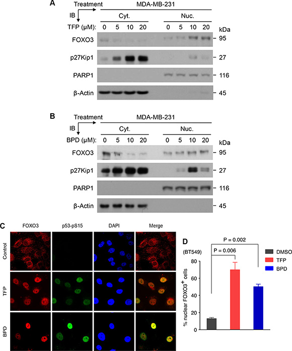 TFP or BPD treatment significantly promotes nuclear translocation and activation of endogenous FOXO3 in TNBC cells.