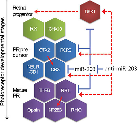 A schematic showing the developmental steps and genes relevant for neural retina development.