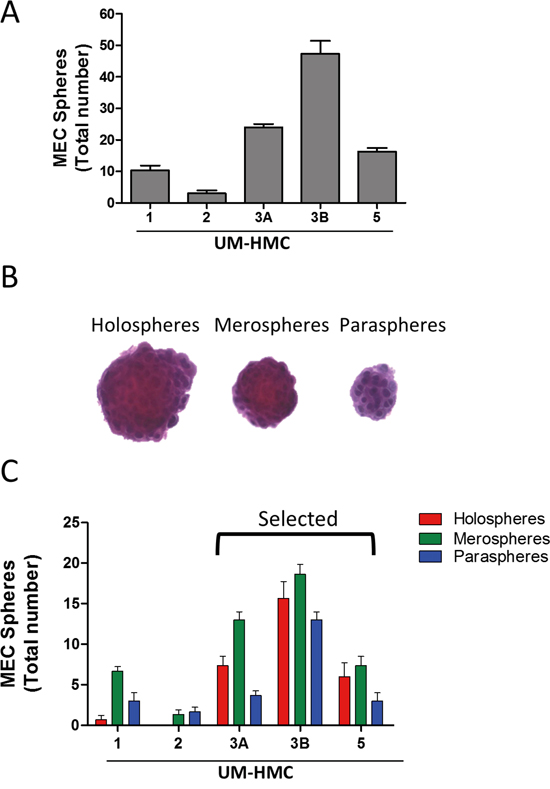 MEC cell lines generate tumor spheres.