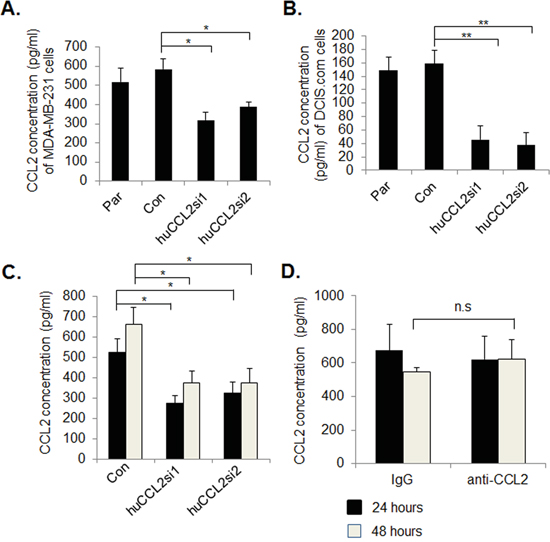 Ca-TAT peptides complexed to CCL2 siRNAs significantly reduce CCL2 protein expression in breast cancer cells.