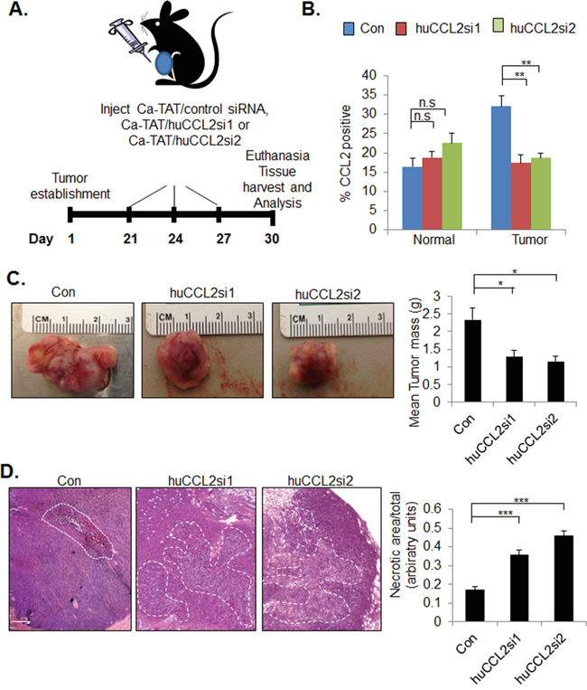 Ca-TAT delivery of CCL2 siRNAs inhibits growth and enhances cell death of primary MDA-MB-231 tumor xenografts.
