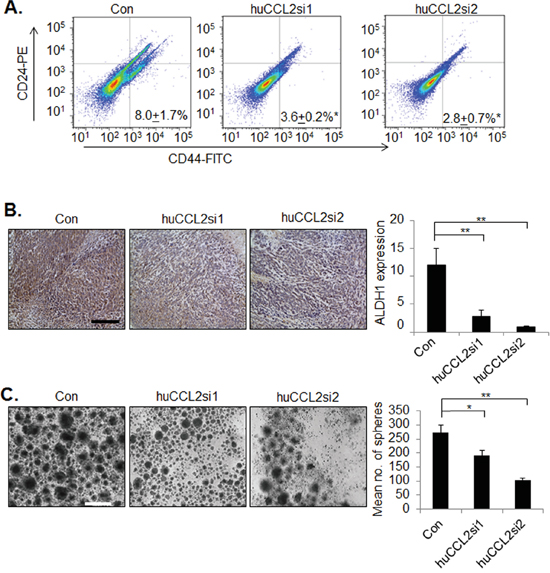 CCL2 gene silencing in breast cancer cells by Ca-TAT/siRNA complexes inhibits cancer stem cell renewal.