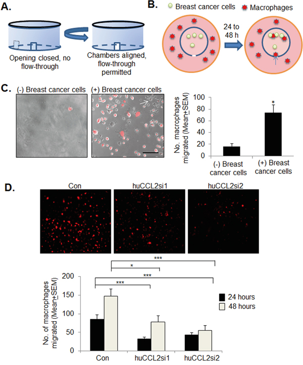 CCL2 gene silencing inhibits macrophage recruitment to MDA-MB-231 breast cancer 3D cultures.