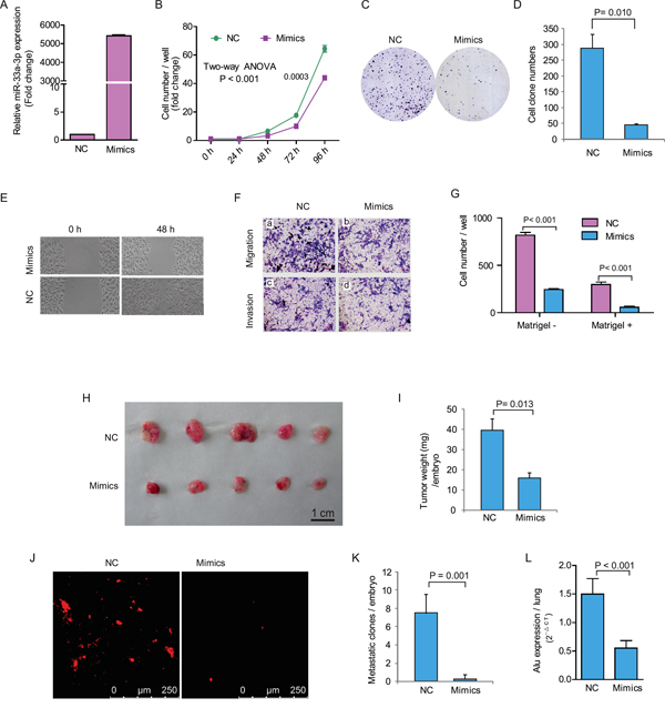 Ectopic expression of miR-33a-3p inhibited HepG2 cell proliferation, motility, migration and invasion.