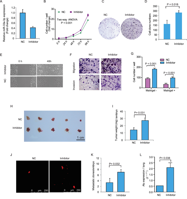 Inhibition of miR-33a-3p increased Bel-7402 cell proliferation, motility, migration and invasion.