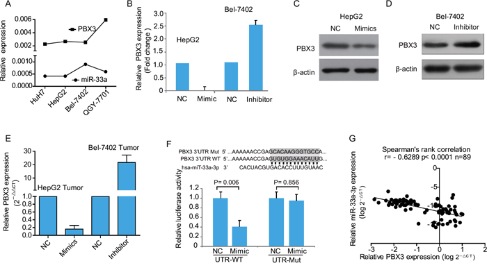 miR-33a-3p targets PBX3 directly in hepatocellular carcinoma cells.