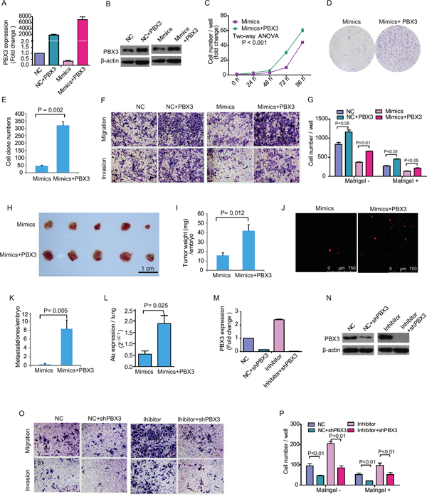 Rescue or inhibit PBX3 expression influence growth and metastasis in hepatocellular carcinoma cell treated with miR-33a-3p mimics or inhibitor.