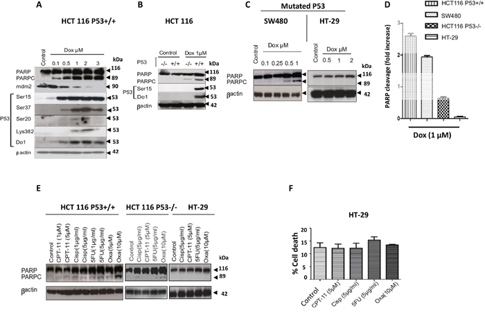 Characterization of WT, null, and mutated P53 CRC cell lines response to DNA damaging agents.