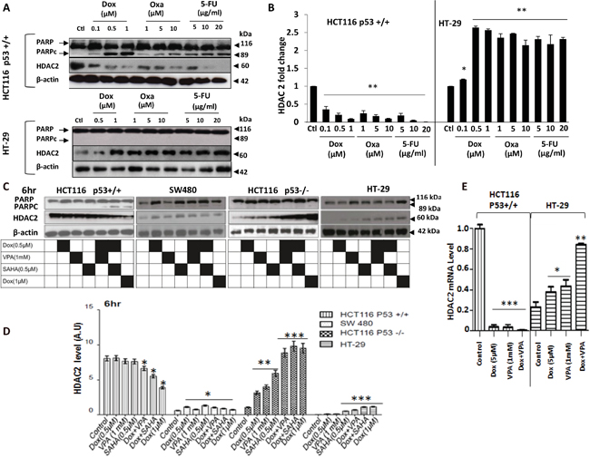 Early effects of Dox combined to SAHA or VPA on CRC cell lines.