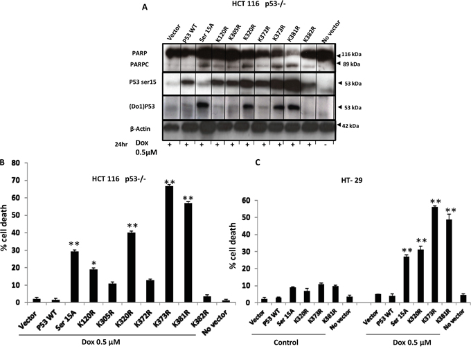 TP53 mutations (S15A, K120R, K373R and K381R) sensitise HT-29 to Dox treatment.