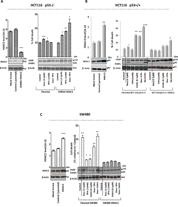 Modulation of HDAC2 expression level by depletion or overexpression directly influences the effect of Dox as single or combined to HDACis in CRC cells.