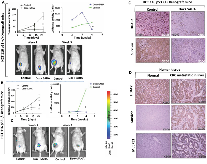 In vivo imaging and validation of the effect of combined treatment by liposome-encapsulated SAHA/Dox in xenograft mice.