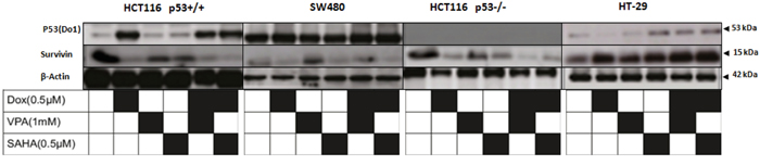 Dox/SAHA combination decreases drastically survivin protein level in HCT 116 p53+/+, HCT116 p53-/- and SW480 but not HT-29 cell lines.