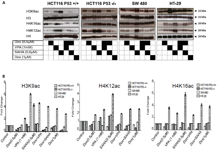 Dox combined with SAHA or VPA triggers induces histone hypo-acetylation.