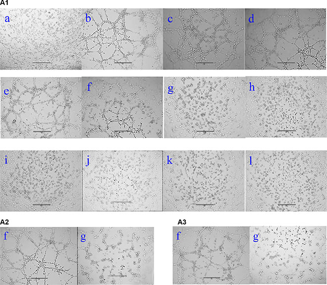 Destructive effect of NGR-SSL-CA4 on U87-MG cell VM channels