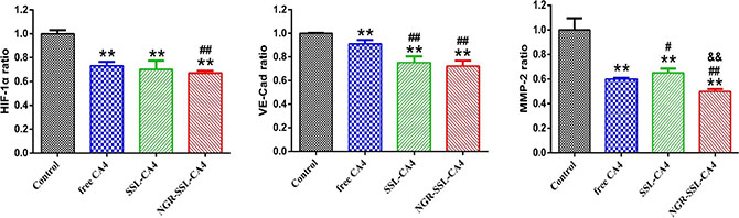 The regulatory effect of NGR-SSL-CA4 on HIF-1&#x03B1;, VE-Cad and MMP-2 VM protein indicators.