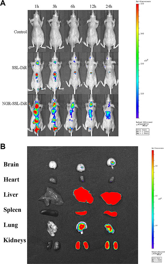 In vivo real-time imaging.