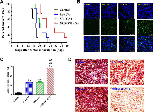 In vivo anti-tumor activity of NGR-SSL-CA4 in U87-MG orthotopic glioma tumor-bearing nude mice.
