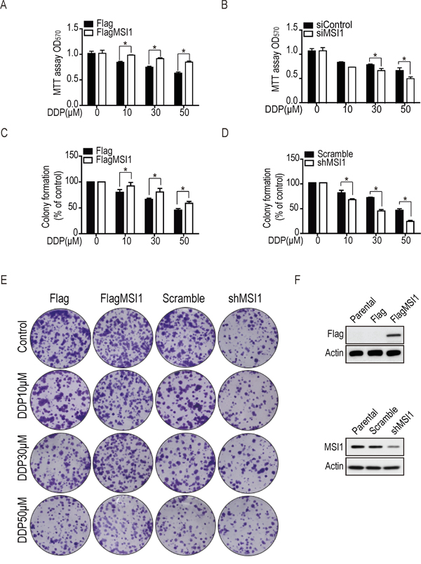 Musashi-1 enhanced cell viability and colony formation under DDP treatment in GBM cells.