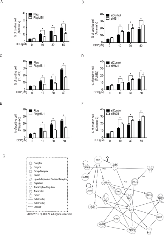 Musashi-1 mitigated DDP-induced apoptosis in GBM cells.