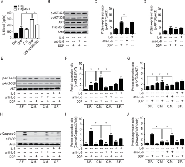 Musashi-1 mitigated DDP-induced apoptosis via the IL-6/AKT regulatory loop.